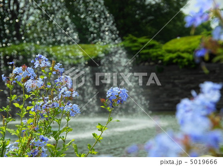 6月　ルリマツリ・イソマツ科05 5019666