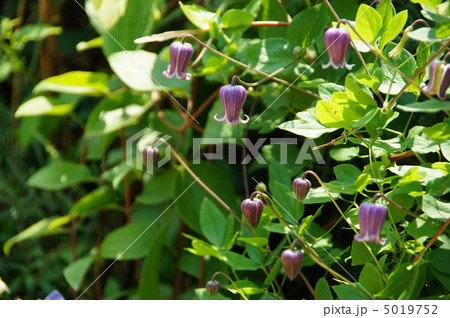 6月 ハンショウヅル・キンポウゲ科04 6月 ハンショウヅル・キンポウゲ科04 5019752