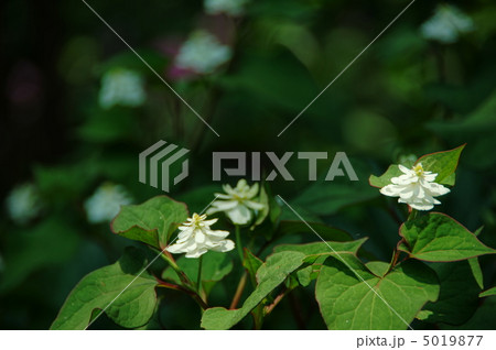 6月　ドクダミ・ドクダミ科24八重咲 5019877