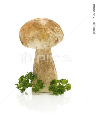 Single cep (squirrel's bread) with parsley 5020008
