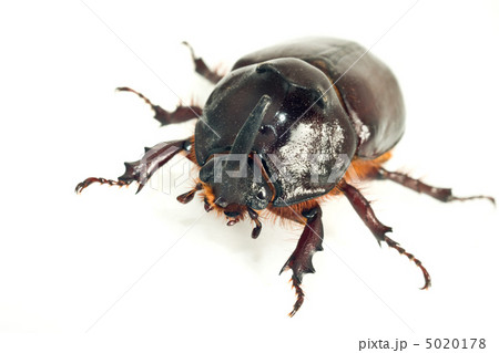 Macro of rhinoceros or unicorn beetle Macro of rhinoceros or unicorn beetle 5020178