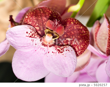 cymbidium or orchid flower in Keukenhof cymbidium or orchid flower in Keukenhof 5020257