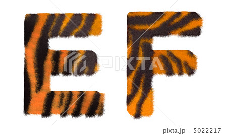 Tiger fell E and F letters isolated 5022217