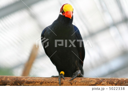 ニシムラサキエボシドリ 5022338