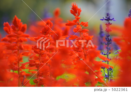 サルビア（赤） 5022361