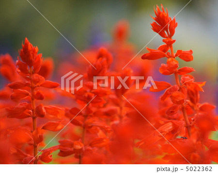 サルビア(赤) サルビア(赤) 5022362