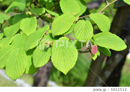 土佐ミズキ 5022513