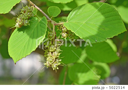 土佐ミズキ 土佐ミズキ 5022514