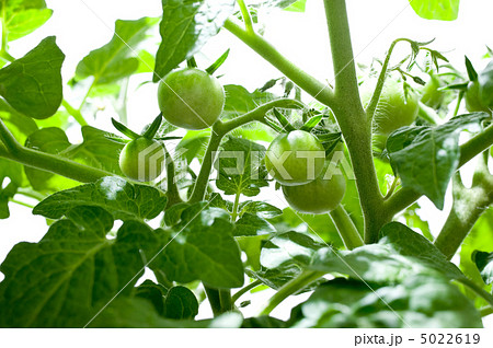 緑のトマト 5022619