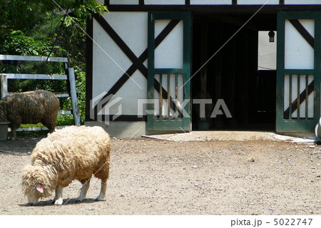 牧場の羊 5022747