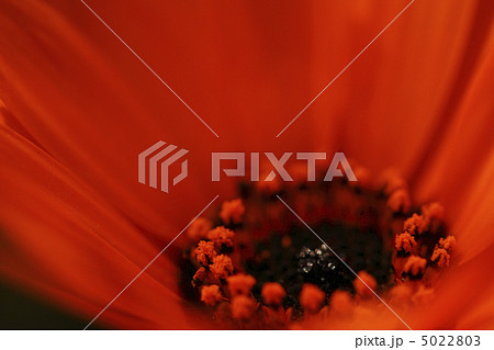 赤い花 5022803
