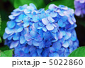 紫陽花 5022860