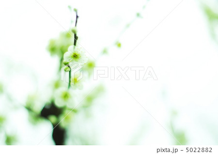 緑萼梅 5022882