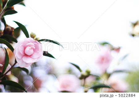 乙女山茶花 5022884