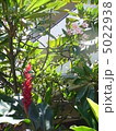 南国の花 5022938
