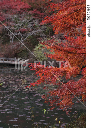 森林植物園 森林植物園 5022943