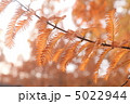 森林植物園３ 5022944