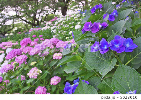 権現堂堤・紫陽花群生 5023010