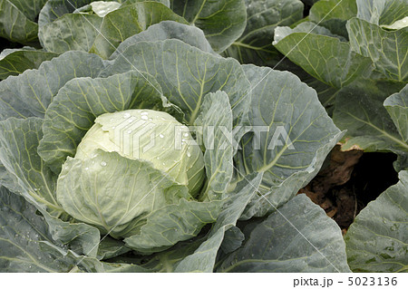 雨上がりのキャベツ畑 5023136