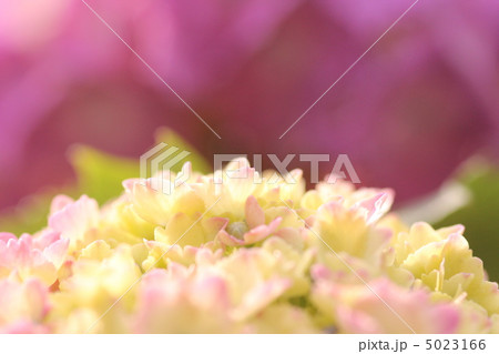 紫陽花 紫陽花 5023166