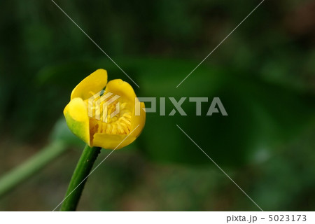 コウホネ コウホネ 5023173