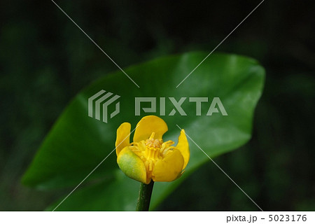 コウホネ 5023176