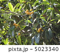 枇杷の木と実 5023340