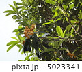 枇杷の実 5023341