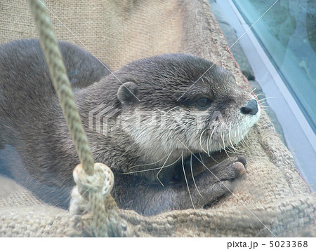 カワウソ カワウソ 5023368