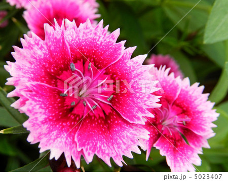 ダイアンサス（ナデシコ） 5023407