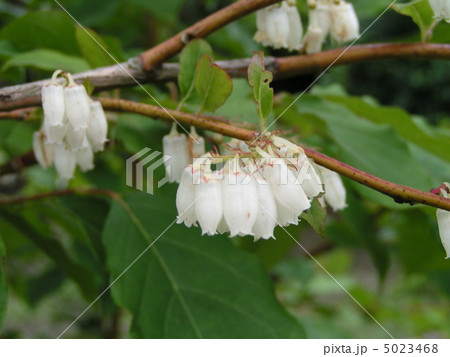 昭和の森の６月の花白い鈴生りのネジキの花 5023468