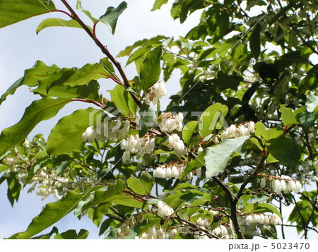 昭和の森の６月の花白い鈴生りのネジキの花の写真素材