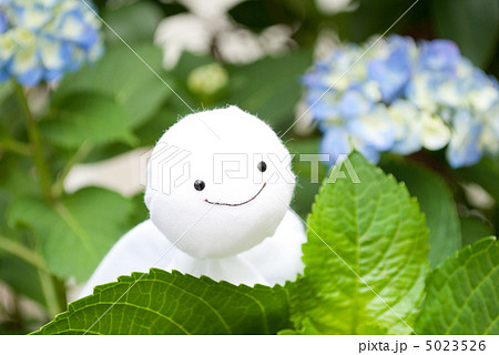 紫陽花とてるてる坊主 5023526