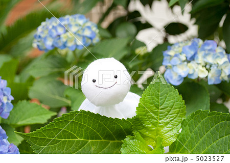 紫陽花とてるてる坊主 紫陽花とてるてる坊主 5023527