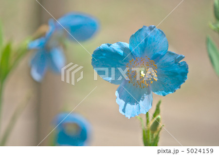 ヒマラヤの青いケシ-日光市上三依水生植物園 ヒマラヤの青いケシ-日光市上三依水生植物園 5024159