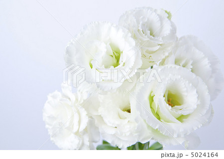 トルコキキョウ トルコキキョウ 5024164