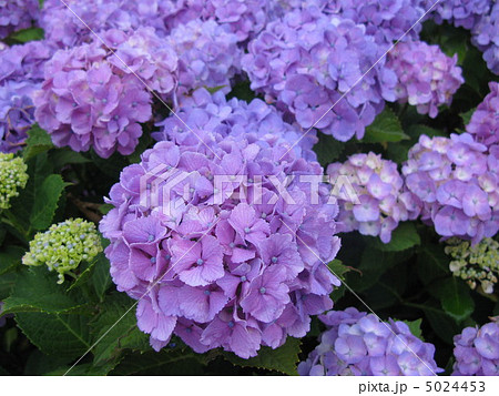 紫陽花 5024453