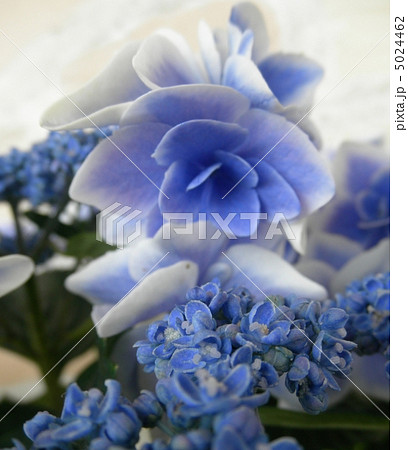 額紫陽花 ガクアジサイ 金平糖 コンペイトウ ブルー Hydrangeaの写真素材