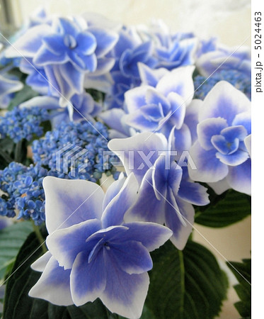 額紫陽花 ガクアジサイ 金平糖 コンペイトウ ブルー Hydrangeaの写真素材