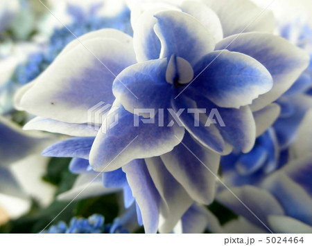 額紫陽花 ガクアジサイ 金平糖 コンペイトウ ブルー Hydrangeaの写真素材
