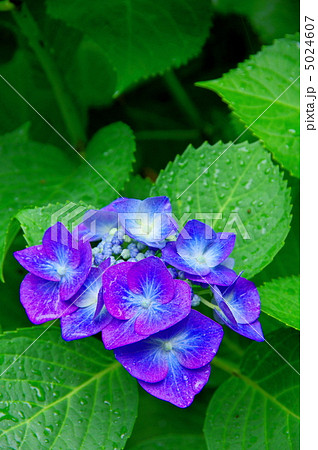 額紫陽花　ガクアジサイ 5024607