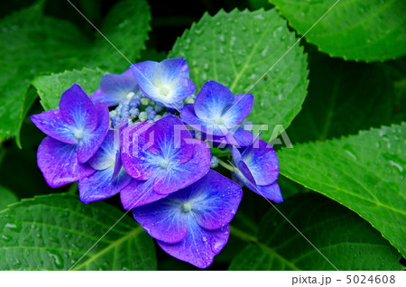 額紫陽花 ガクアジサイ 額紫陽花 ガクアジサイ 5024608