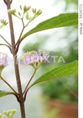 紫式部の花 5024771