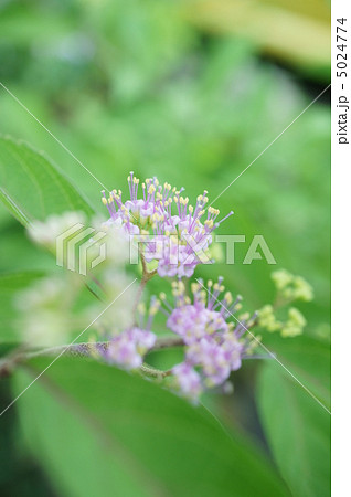 紫式部の花 5024774