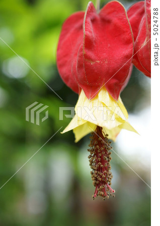 アブチロンの花 5024788