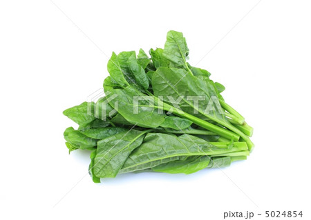 つるむらさき 5024854