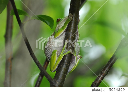モリアオガエル 5024899