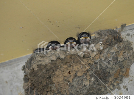 ツバメの雛 5024901