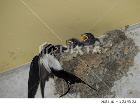 ツバメの子育て 5024902