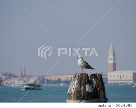 リド島 カモメ リド島 カモメ 5024996